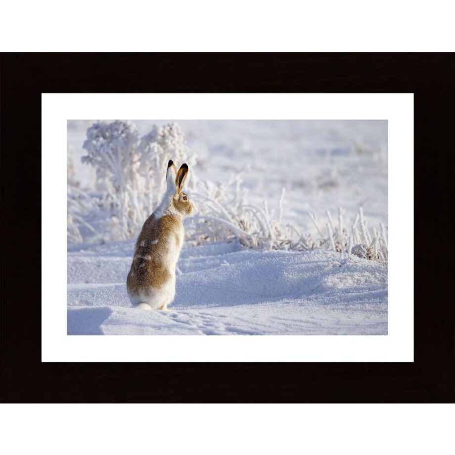 White-Tailed Jackrabbit Poster