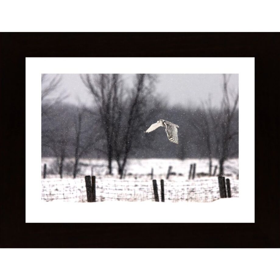 Snowy Owl Flying Through The Snow Poster