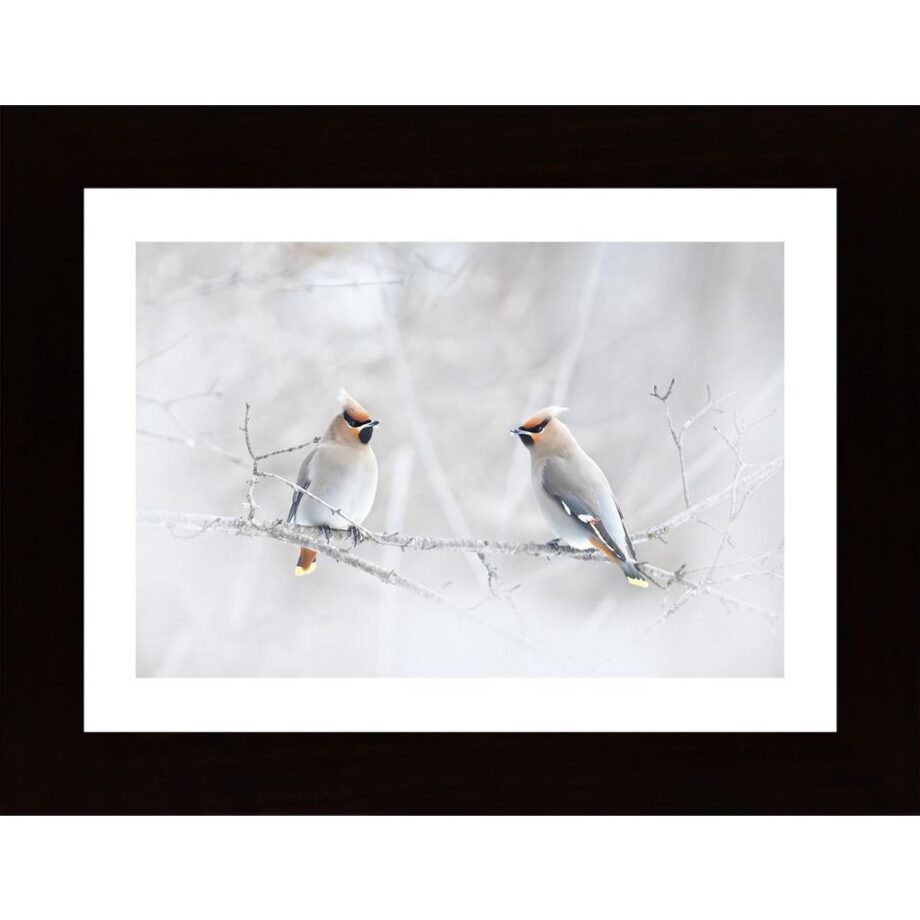 Bohemian Waxwings Poster