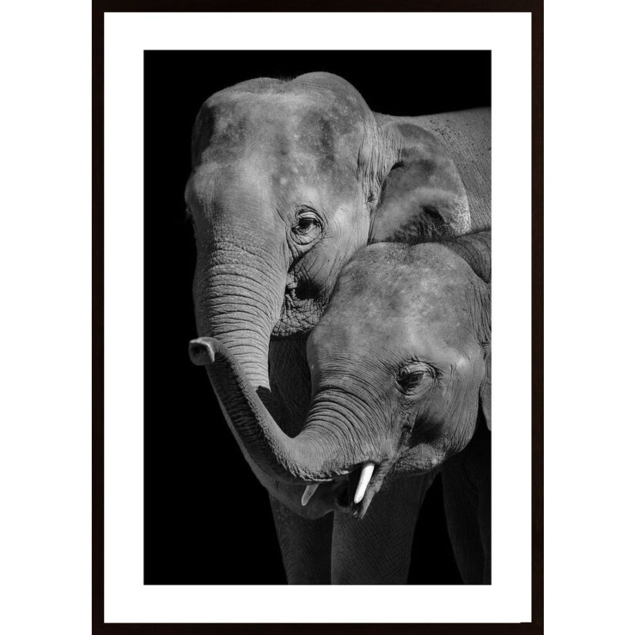 Mother And Baby Elephant Poster