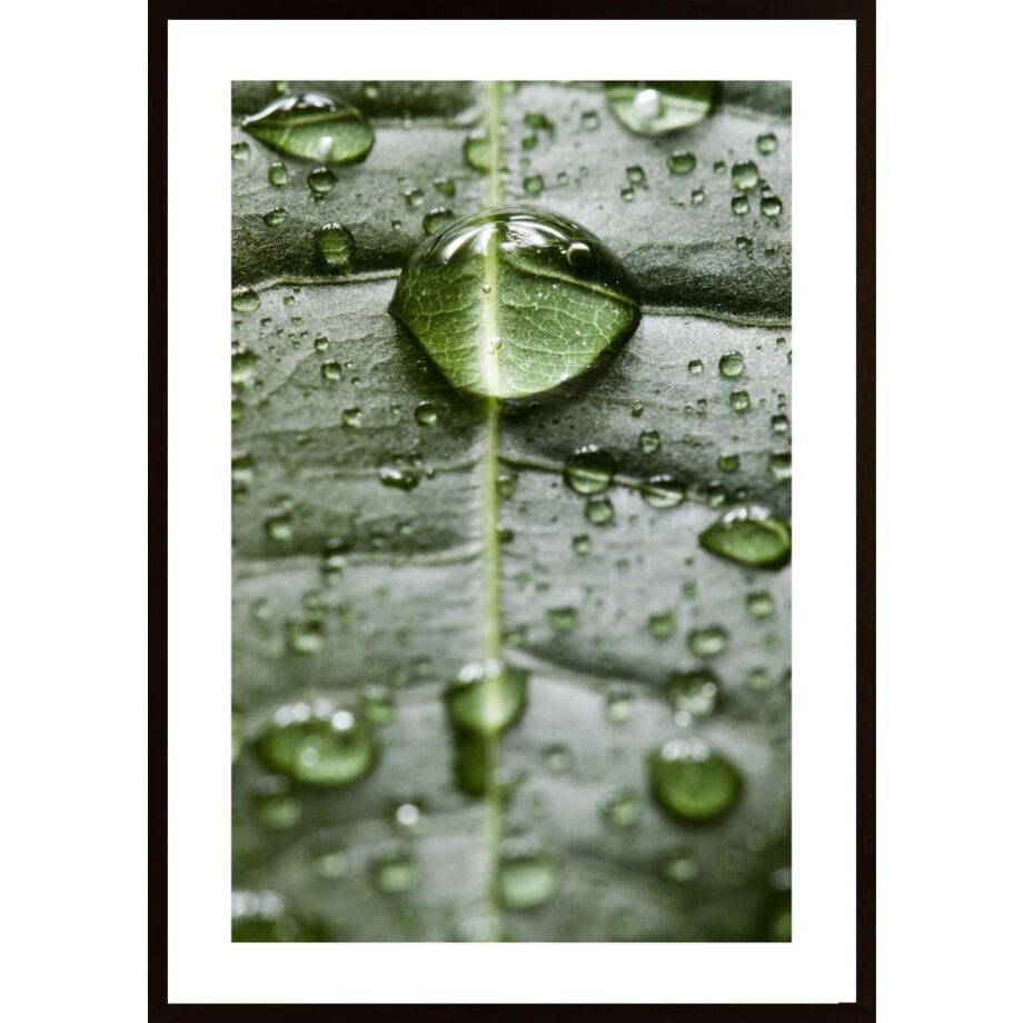 Water Drops On A Leaf 1 Poster