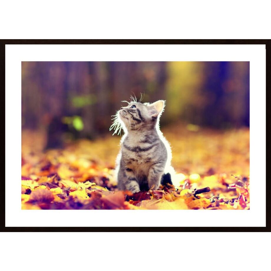 Cat In Autumn Woods Poster